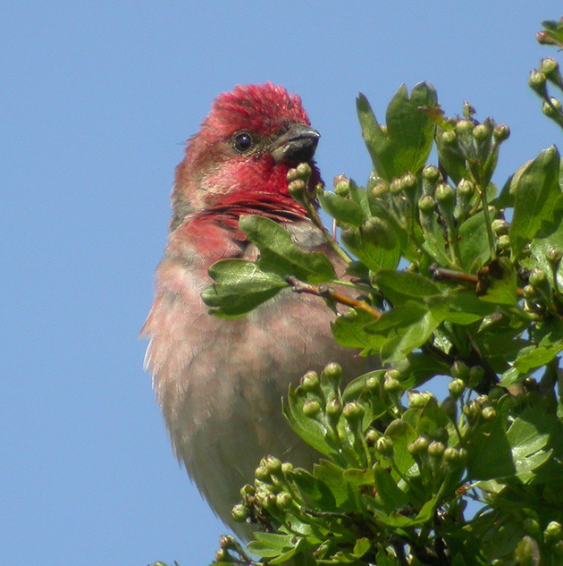 Scarlet Rosefinch, Rosenfink   (Carpodacus erythrinus).jpg