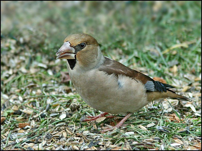 Hawfinch fem., Stenknäck hona (Cocothraustes cocothraustes).jpg