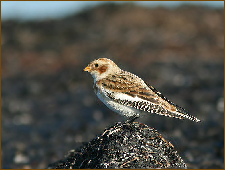 Snow Bunting, Snsparv   (Plectrophenax nivalis).jpg