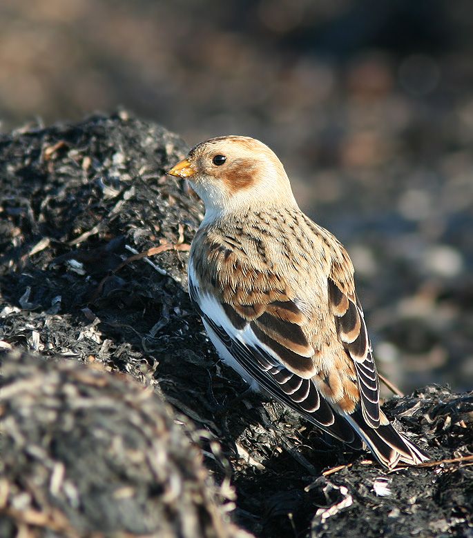 Snow Bunting, Snsparv   (Plectrophenax nivalis).jpg