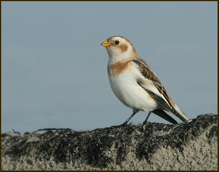 Snow Bunting, Snsparv   (Plectrophenax nivalis).jpg