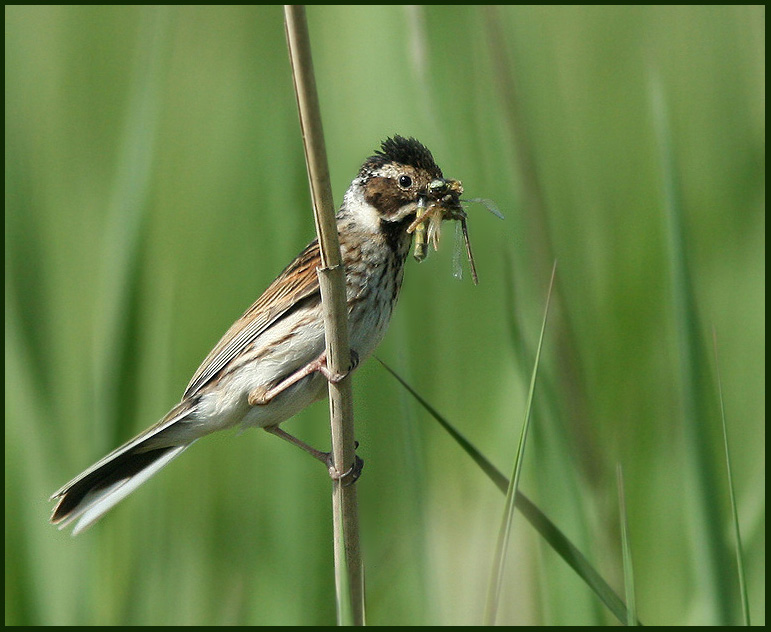 Reed Bunting fem.   Emberiza schoeniclus.jpg