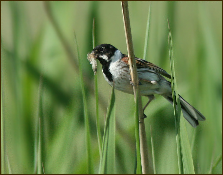 Reed bunting, Svsparv   (Emberiza schoeniclus) male.jpg