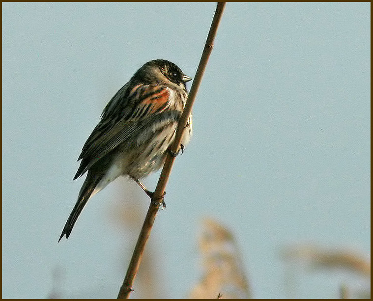 Reed bunting, Svsparv   (Emberiza schoeniclus) male.jpg