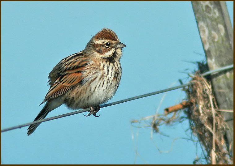 Emberiza schoeniclus fem.jpg