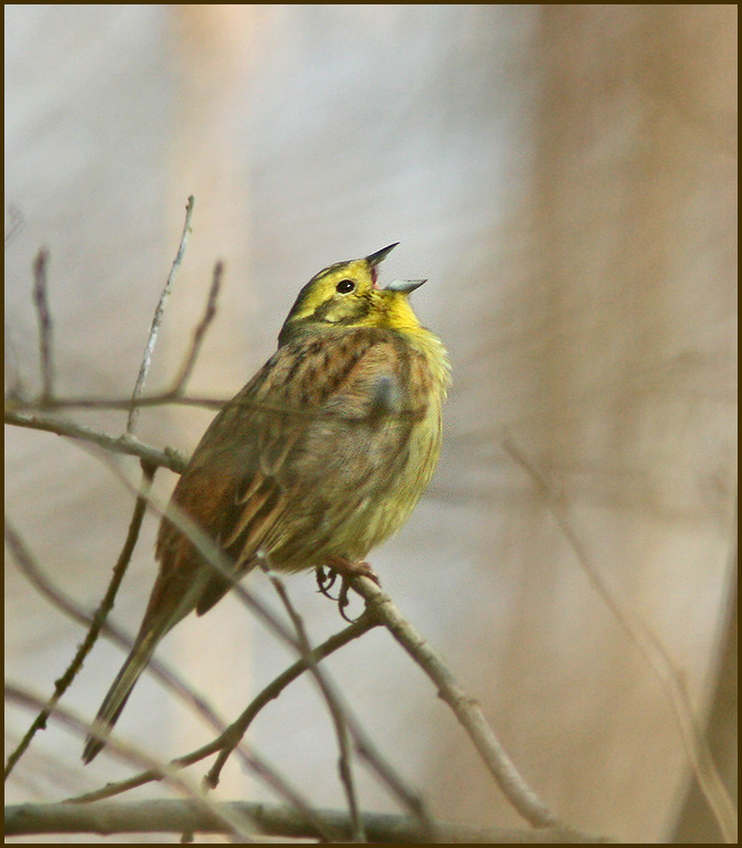 Yellowhammer, Gulsparv    Emberiza citrinella.jpg