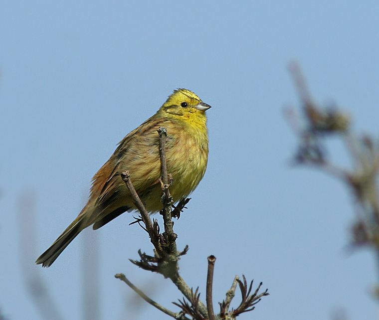 Yellowhammer, Gulsparv    Emberiza citrinella.jpg