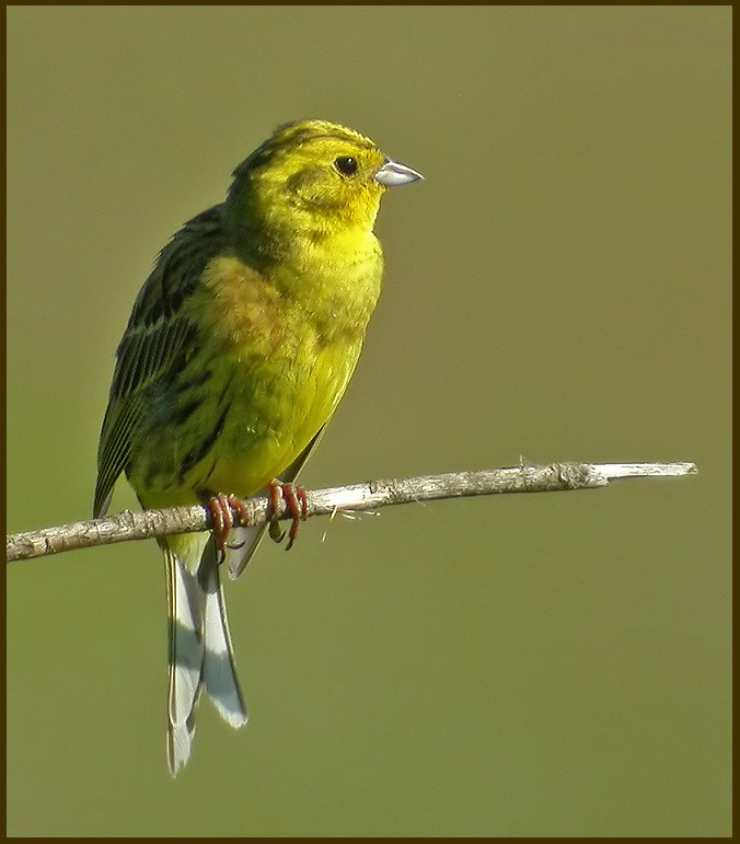 Emberiza citrinella 3.jpg