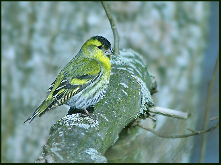 Siskin, Grnsiska   (Carduelis spinus).jpg