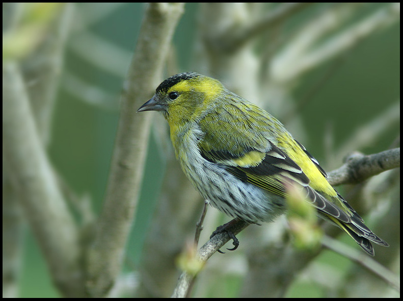 Siskin, Grnsiska   (Carduelis spinus).jpg