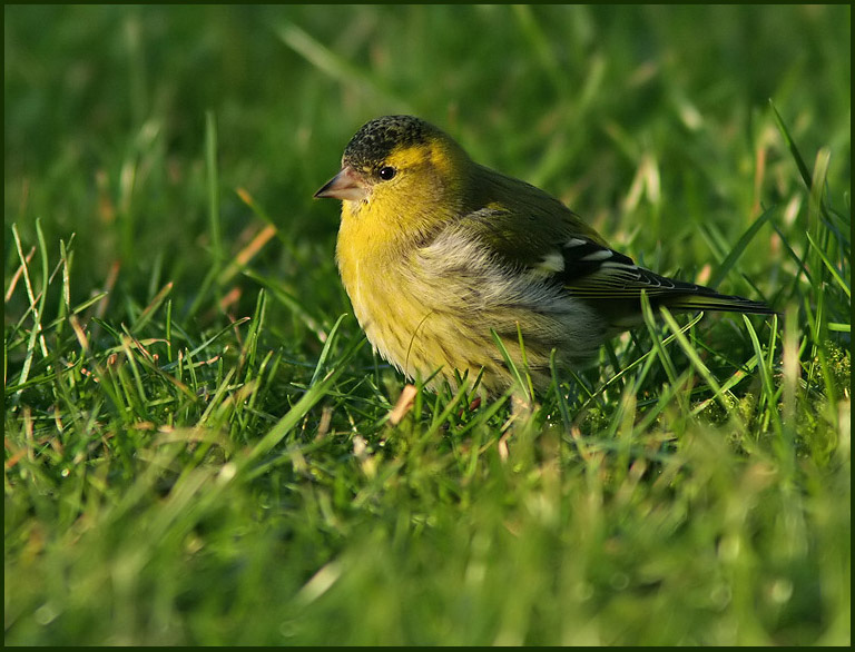 Siskin, Grnsiska   (Carduelis spinus).jpg