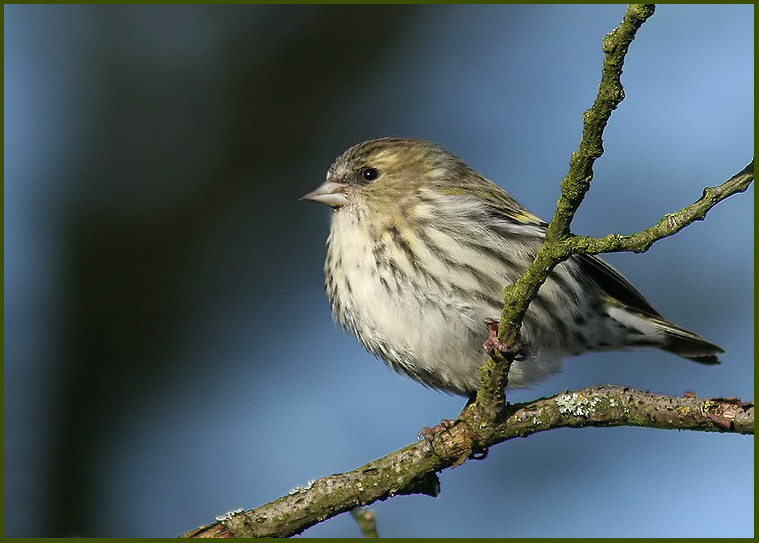 Carduelis spinus fem.jpg