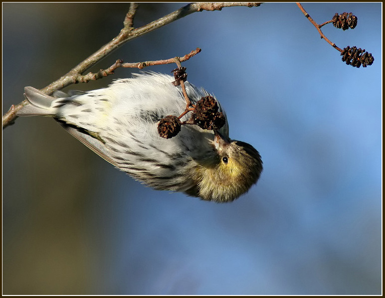 Carduelis spinus fem. 2.jpg