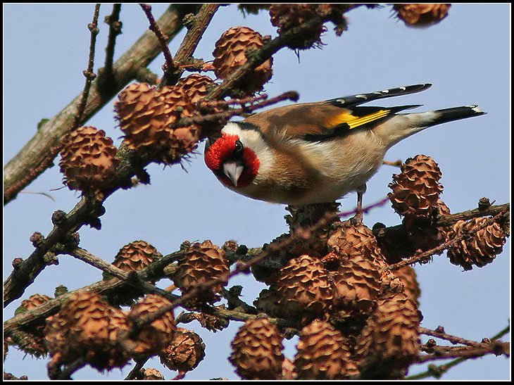 Goldfinch, Steglits (Carduelis carduelis).jpg
