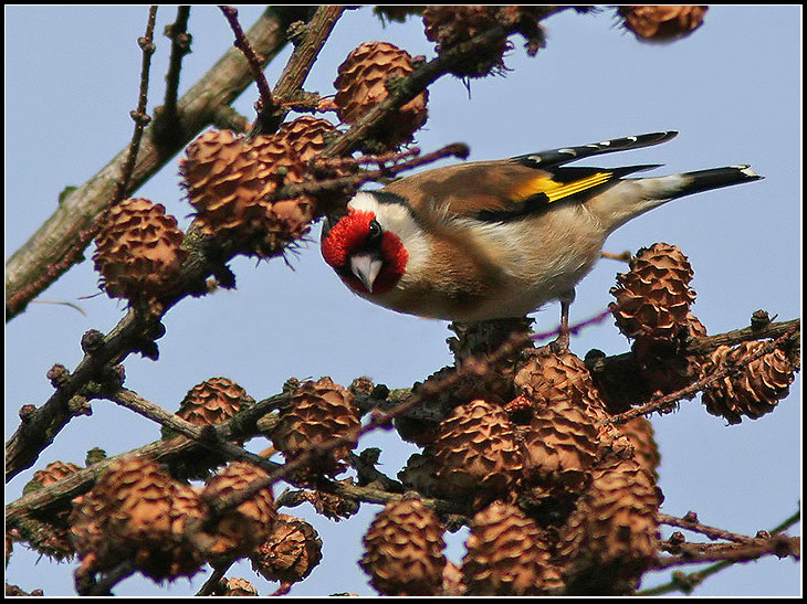 Goldfinch, Steglits   (Carduelis  carduelis).jpg