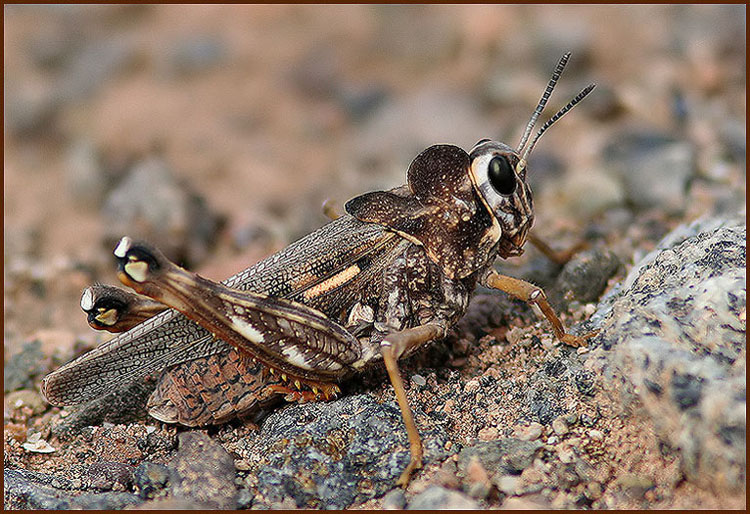 Fuerteventura Grasshopper.jpg