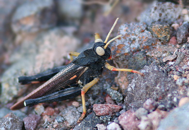 Grasshopper   (Dericorys lobata).jpg