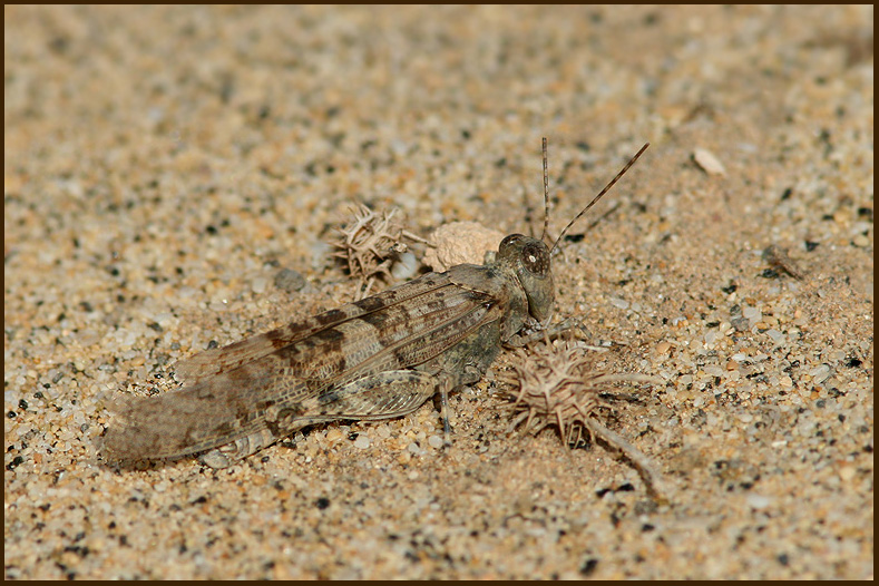 Grasshopper   (Sphingonotus species).jpg