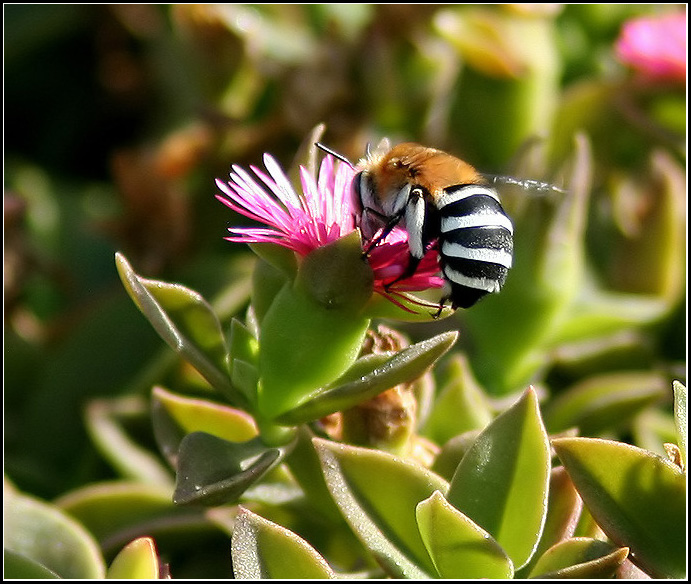White-barred Digger Bee (Amegilla quadrifasciata).jpg