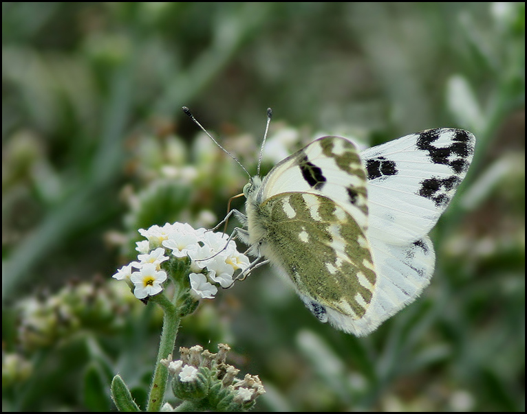 Western Bath White   (Pontia daplidice).jpg