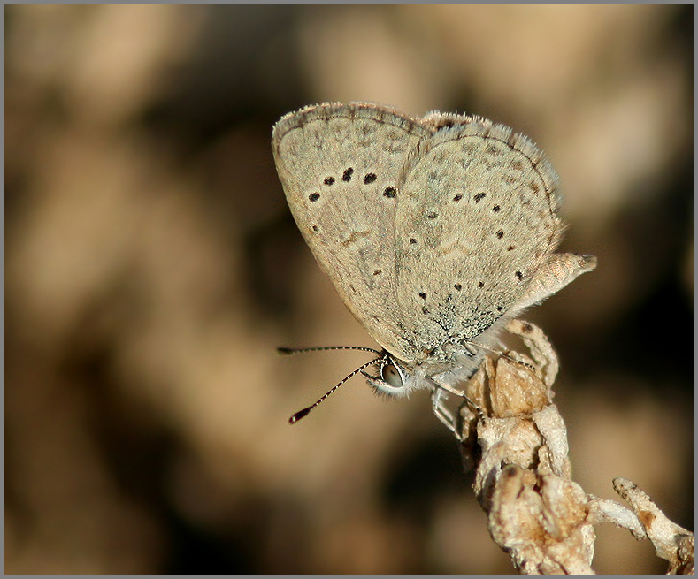 African Grass Blue   (Zizeeria knysna).jpg