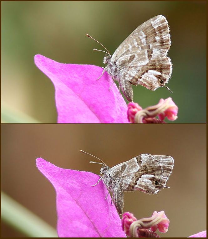 Geranium Bronze   (Cacyreus marshalli).jpg