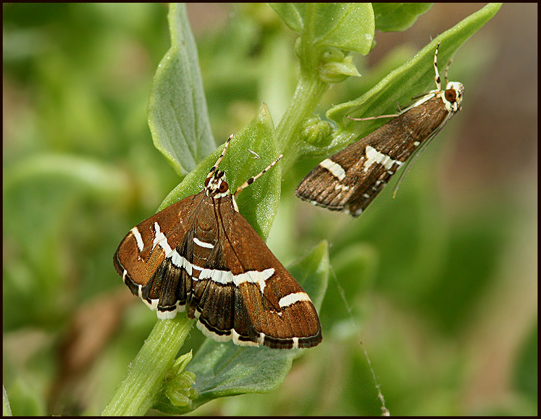 Hawaian Beet Webworm   (Spoladea recurvalis).jpg