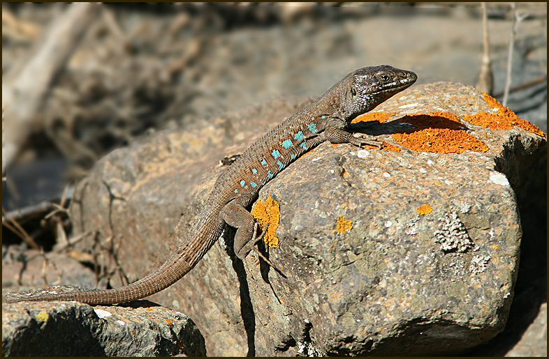 Haria Wall Lizard   (Gallotia Atlantica) male.jpg