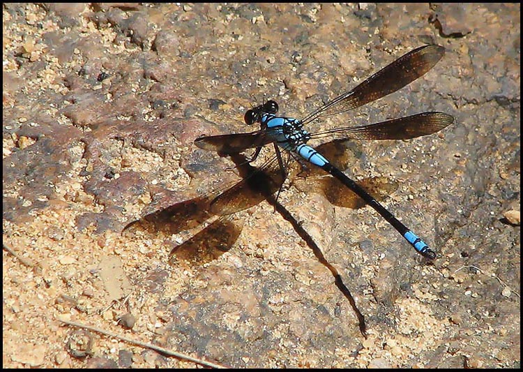 Australian Insects