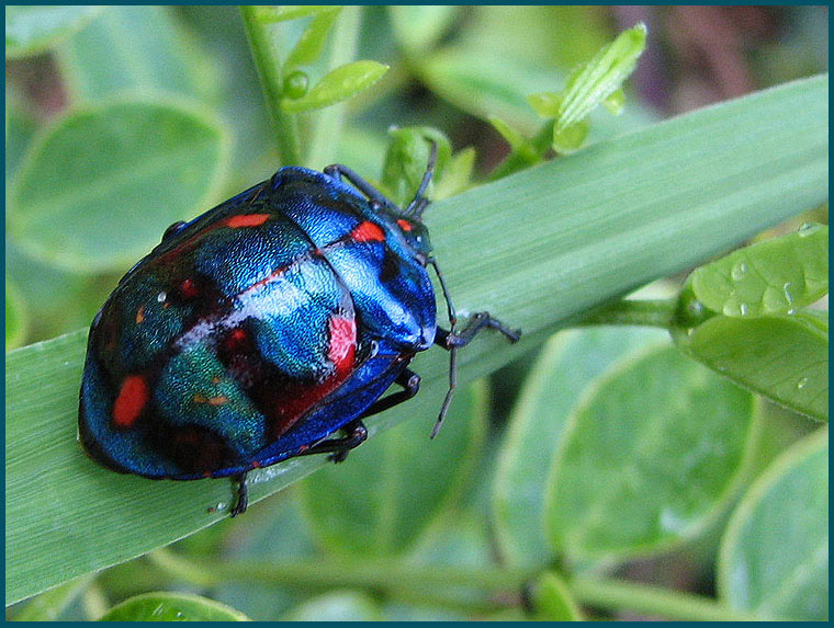 Harlequin Bug   (Tectocoris diopthalmus).jpg