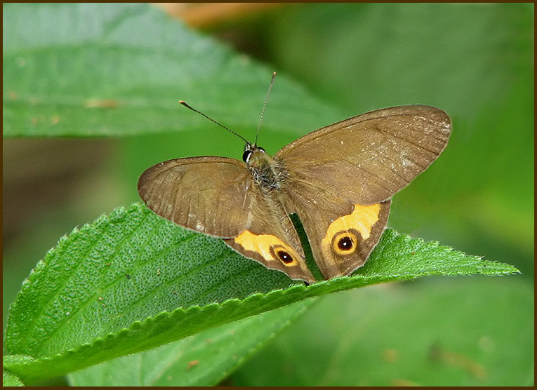 Common Brown Ringlet   Hypocysta metirus.jpg