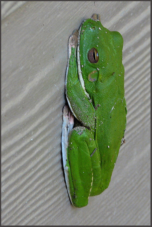 White-lipped Tree-frog   (Litoria infrafrenata).jpg