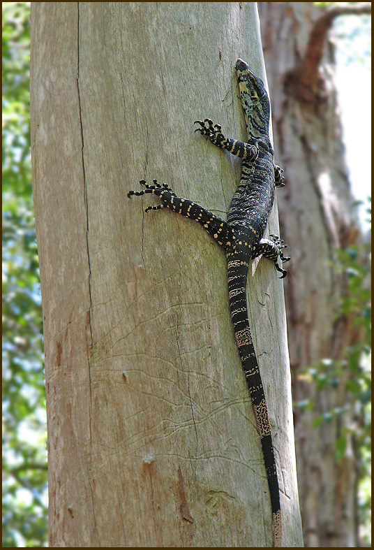 Lace Monitor    (Varanus varius).jpg