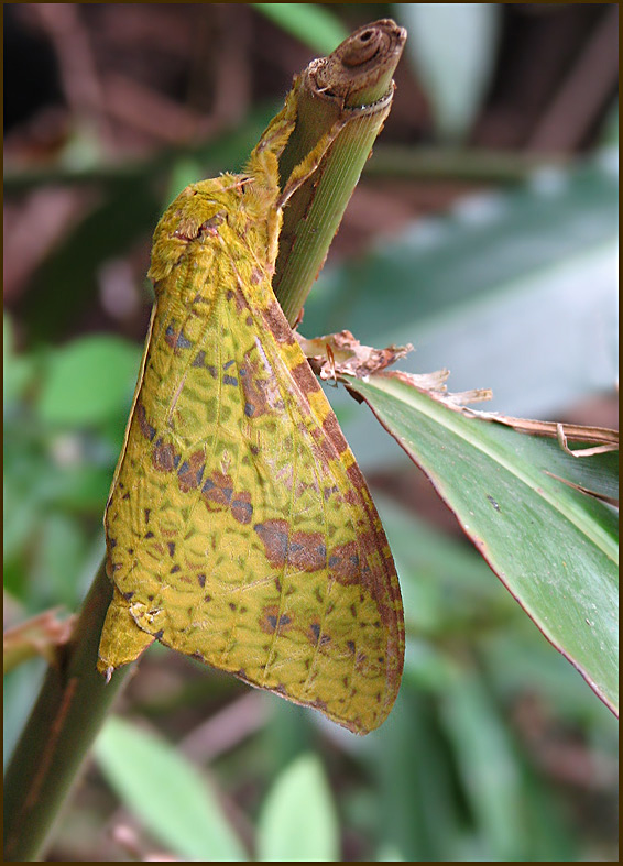 A Hepialid Moth sp.jpg