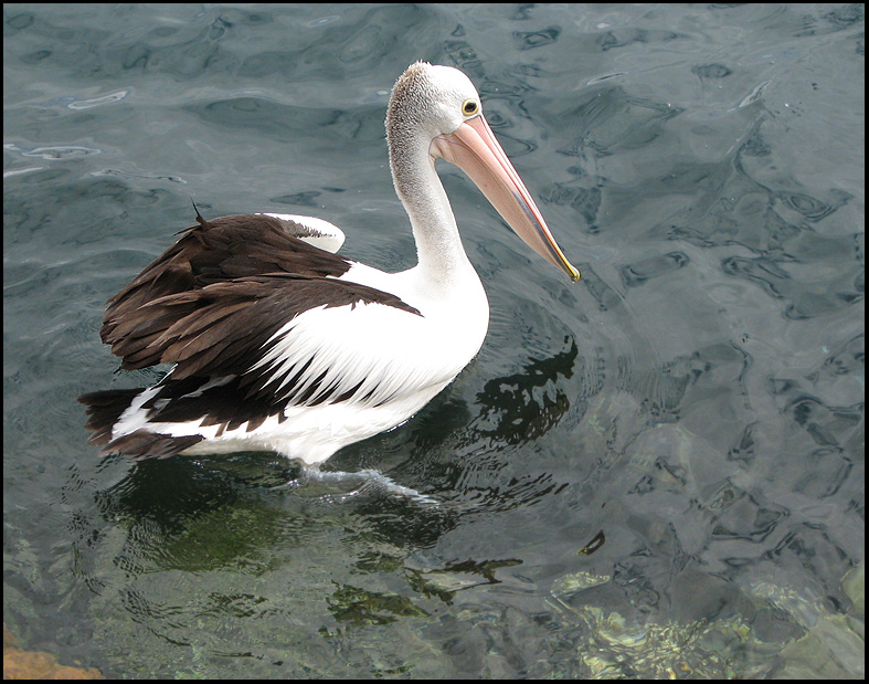 Australian Pelican.jpg