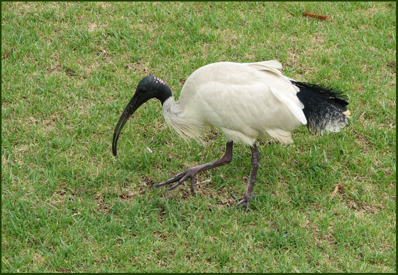 Australian White Ibis; Australisk Ibis   (Threskiornis molucca).jpg