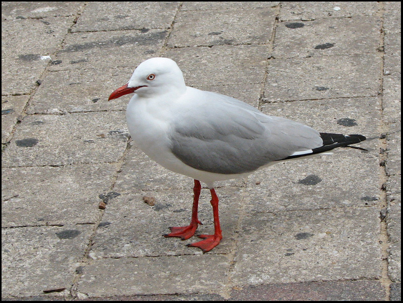 Silver Gull, Silverms   (Larus novaehollandiae).jpg
