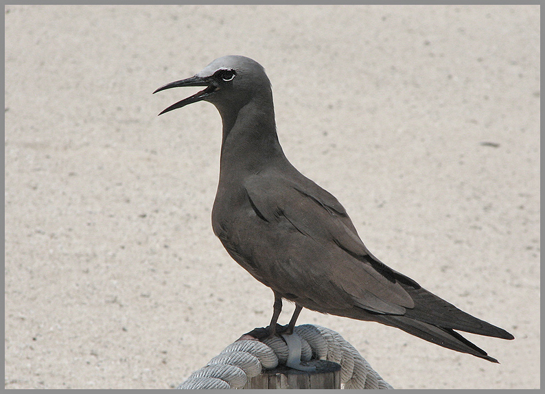 Brown Noddy, Brun Noddy   (Anous stolidus).jpg