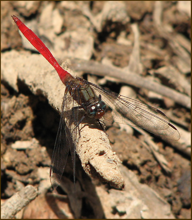 Fiery Skimmer    (Orthetrum villosovittatum).jpg