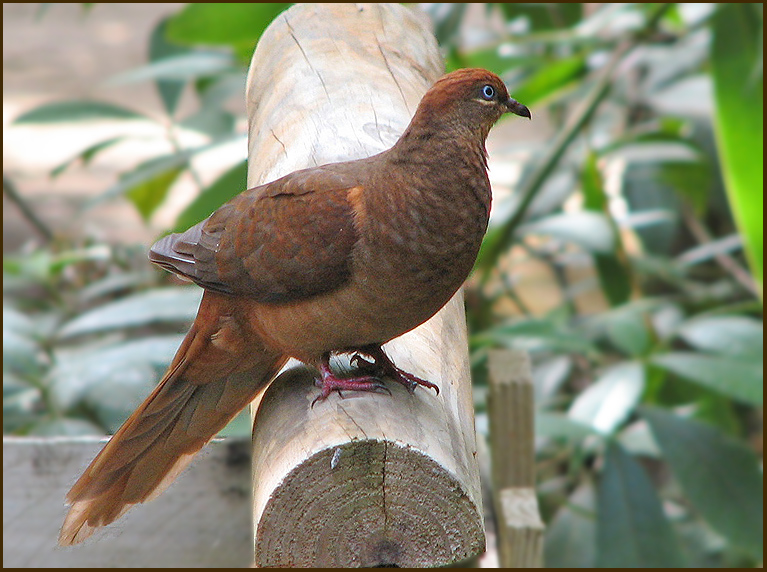 Brown Cuckoo-dove, Rd gkduva   (Macropygia amboinensis).jpg