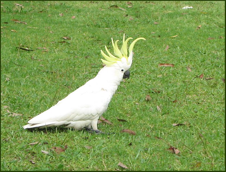 Sulphur-crested Cockatoo, Strre gultofskakadua   (Cacatua gallerita).jpg