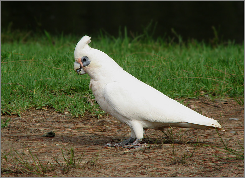 Little Corella, Nakengd kakadua  (Cacatua sanguinea).jpg