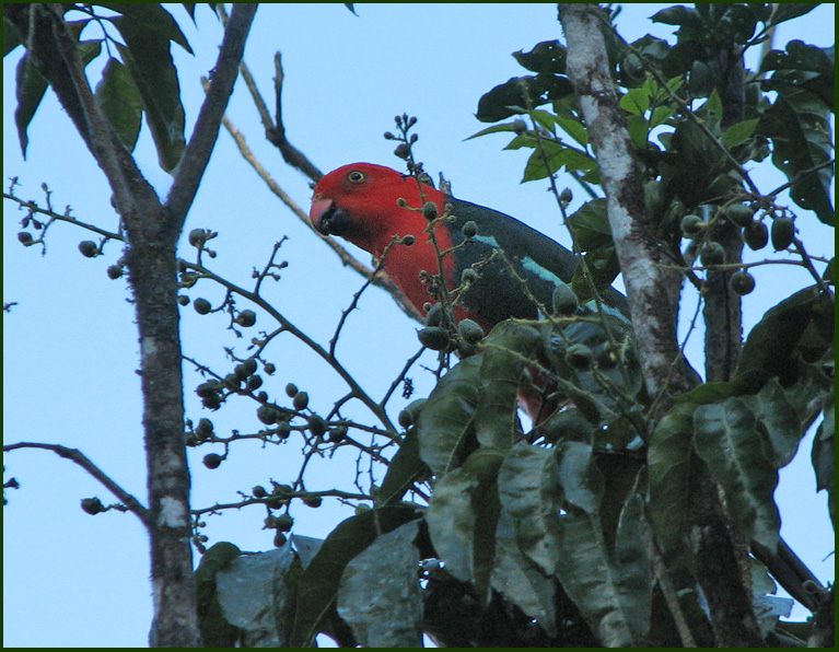 Australian King-parrot, Australisk kungspapagoja  (Alisterus scapularis).jpg