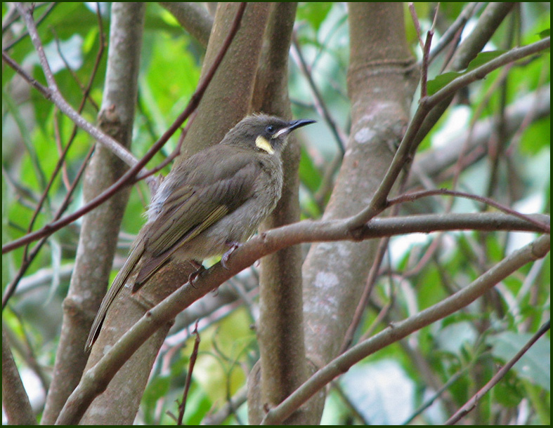 Lewins Honeyeater, Gulrad honungsfgel  Meliphaga lewinii.jpg