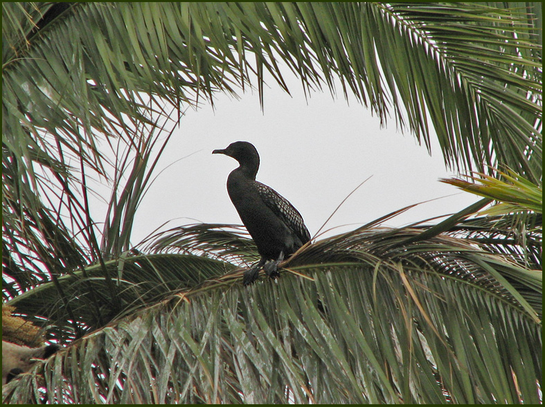 Little Black Cormorant, Sotskarv   (Phalacrocorax sulcirostris).jpg
