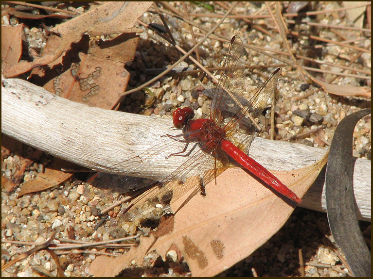 Scarlet Percher   (Diplacodes haematodes).jpg