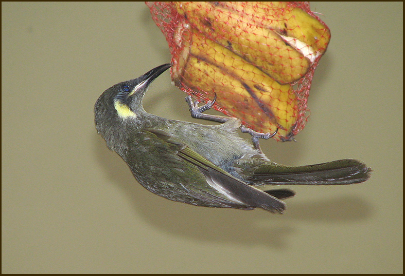 Lewins Honeyeater, Gulrad honungsfgel  Meliphaga lewinii.jpg