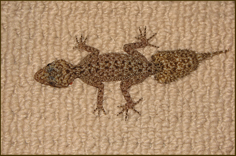 Southern Leaf-tailed Gecko   Plyllurus platurus.jpg