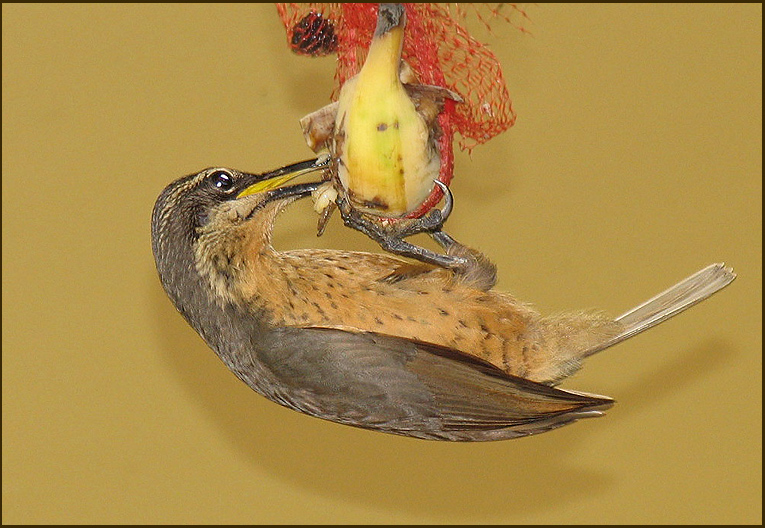 Victorias Riflebird, Victorias skjldparadisfgel   (Ptiloris victoriae).jpg