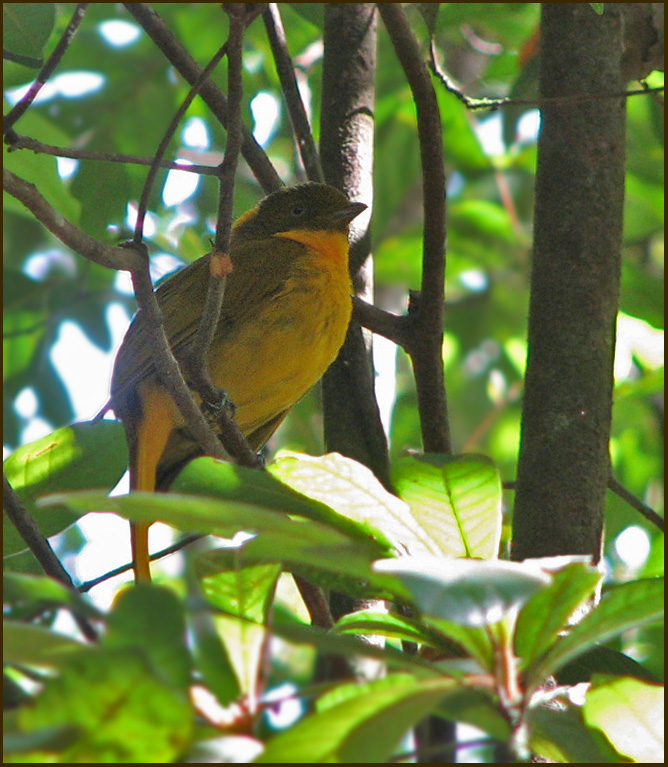 Golden Bowerbird, Gyllenlvsalsfgel  (Prionodura newtoniana).jpg
